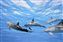 Bottlenose Dolphins, Red Sea.jpg