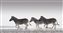 Common Zebras, Africa.jpg