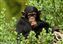 Chimpanzee