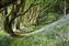 Lewesdon Hill, Dorset.jpg