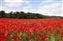Staplehurst, Kent.jpg