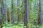 Douglas Fir, Washington, USA.jpg