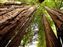 Giant Redwood, California, USA.jpg