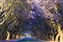 Jacarand Trees, South Africa.jpg
