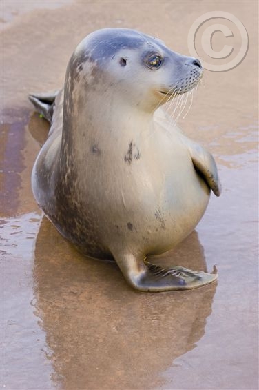Click to go back