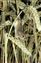 Harvest Mouse.jpg