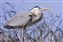 Heron INSET.jpg