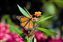 Monarch Butterfly.jpg