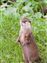 Otter.jpg