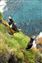 Puffins.jpg