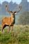 Red Deer.jpg