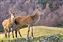 Red Deer Mother & Young.jpg