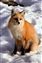 Red Fox Snow.jpg