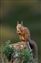 Red Squirrel.jpg