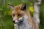 Red fox.jpg