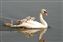 mute Swan.jpg