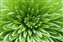 Chrysanthemum.jpg