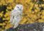 Barn Owl