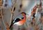 Bullfinch