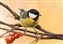 Great Tit