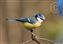 Blue Tit