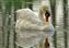 Mute Swan