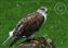 Buzzard