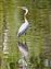 Heron.jpg