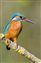 Kingfisher.jpg