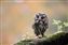 Little Owl.jpg