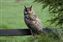 Long-eared Owljpg.jpg