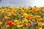 California Poppies.jpg
