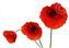 Poppy