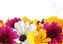 Spring Daisies