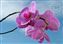 Pink Orchid