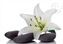 Madonna Lily