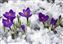 Crocus