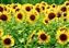 Sunflower Field