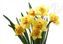 Bunch of Daffodils