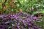 Persian Shield Plants, Hawaii.jpg