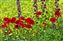 Poppies and Larkspur.jpg