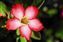 Tropical Hibiscus.jpg