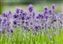 Wild lavender, UK.jpg