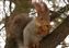 Squirrel Nutkin