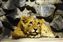 Lion Cub.jpg