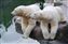 Polar bears.jpg
