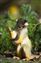 Squirrel Monkey.jpg